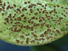 Puccinia vincae