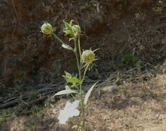 Hibiscus hirtus
