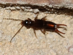 Spongiphoridae