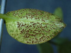 Puccinia vincae