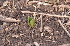 Trillium nivale