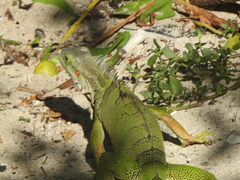 Iguana iguana
