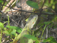 Iguana iguana