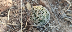 Coryphantha radians
