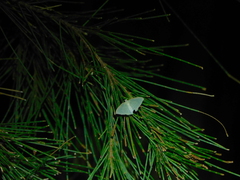 Poecilasthena pulchraria