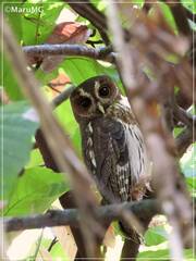Strix virgata