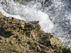 Grapsus grapsus