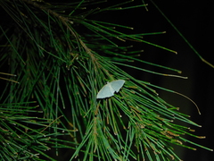 Poecilasthena pulchraria