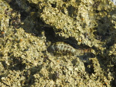 Acanthopleura granulata