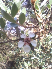 Leptospermum micromyrtus