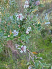 Leptospermum micromyrtus