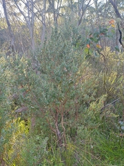 Leptospermum micromyrtus