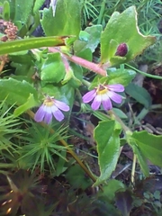 Scaevola hookeri