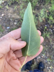 Brachychiton