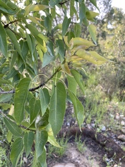 Brachychiton