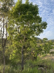 Brachychiton