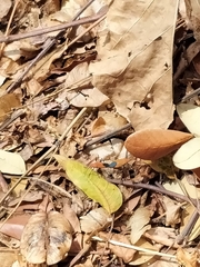 Dysdercus cingulatus