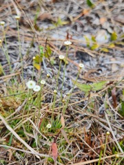 Syngonanthus flavidulus