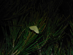 Poecilasthena anthodes