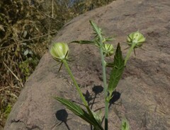 Hibiscus hirtus