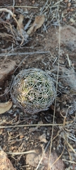 Coryphantha radians