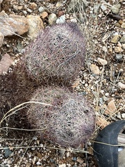 Echinomastus erectocentrus erectocentrus
