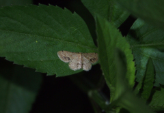 Idaea chotaria