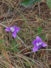 Viola septemloba