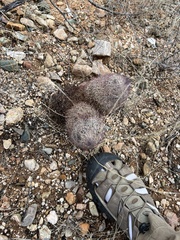 Echinomastus erectocentrus erectocentrus
