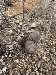 Echinomastus erectocentrus erectocentrus