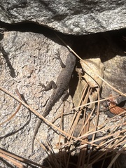 Sceloporus nelsoni