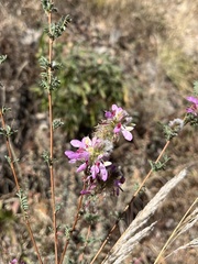 Dalea versicolor