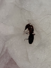 Camponotus texanus