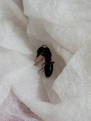 Camponotus texanus