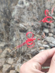 Anisacanthus