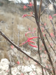Anisacanthus