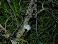 Crypsiphona tasmanica