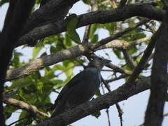 Thraupis glaucocolpa