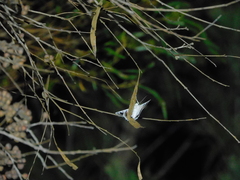 Crypsiphona tasmanica