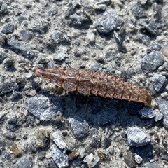 Pyractomena borealis