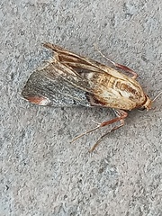 Cacozelia basiochrealis