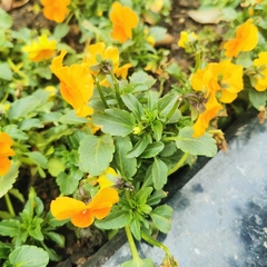 Viola tricolor