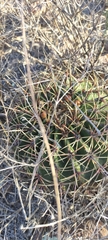 Ferocactus histrix
