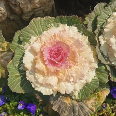 Brassica oleracea acephala