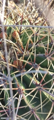 Ferocactus histrix