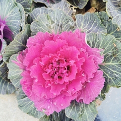 Brassica oleracea acephala