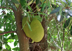 Artocarpus heterophyllus