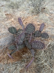 Opuntia macrocentra