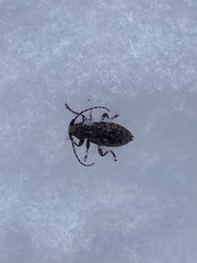 Plectrura spinicauda