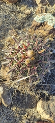 Ferocactus latispinus